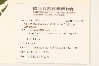 田代氏澤蘭藏品圖，第2張