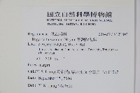 臺灣秋海棠藏品圖，第2張