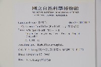 台灣土黨參藏品圖，第2張