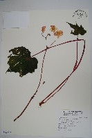 溪頭秋海棠藏品圖，第1張