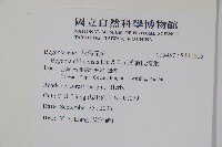 溪頭秋海棠藏品圖，第2張