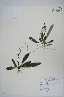 哈哼花藏品圖，第1張