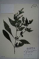 曲莖馬藍藏品圖，第1張