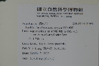 曲莖馬藍藏品圖，第2張