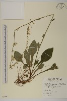 臺灣鬼督郵藏品圖，第1張