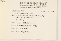 矮菊藏品圖，第2張