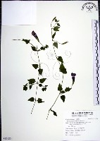 倒地蜈蚣藏品圖，第1張