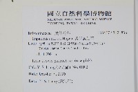 紫花鳳仙花藏品圖，第2張
