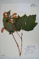 裂葉秋海棠、巒大秋海棠藏品圖，第1張