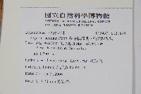 裂葉秋海棠、巒大秋海棠藏品圖，第2張