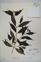 玉山糯米樹、狹葉糯米樹藏品圖，第1張