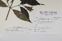 玉山糯米樹、狹葉糯米樹藏品圖，第2張