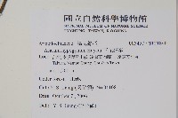 下花細辛藏品圖，第2張