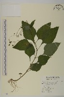 下田菊藏品圖，第1張
