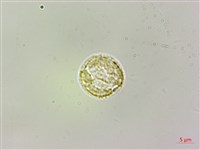 長梗盤花麻藏品圖，第2張