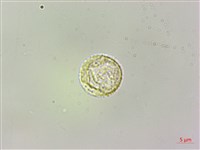 長梗盤花麻藏品圖，第3張