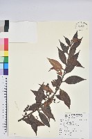 珍珠花、長尾葉越橘藏品圖，第1張