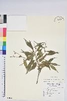 巒大越橘藏品圖，第1張