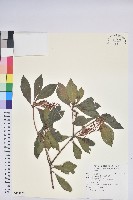 臺灣馬醉木藏品圖，第1張