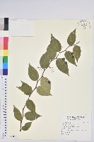 白珠樹藏品圖，第1張