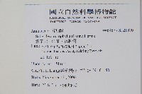 鵝掌柴、江某、鴨腳樹藏品圖，第2張