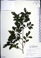 月橘藏品圖，第1張