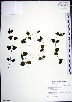 倒地蜈蚣藏品圖，第1張