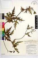 蔓烏頭藏品圖，第1張