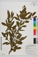 塔山鼠李藏品圖，第1張