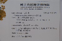 呂宋莢迷藏品圖，第5張