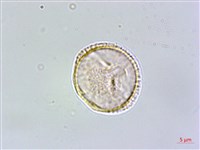 呂宋莢迷藏品圖，第4張