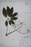 鵝掌柴、江某、鴨腳樹藏品圖，第4張