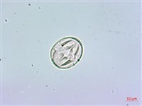 鵝掌柴、江某、鴨腳樹藏品圖，第2張