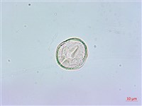 鵝掌柴、江某、鴨腳樹藏品圖，第3張