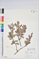 凹葉越橘藏品圖，第1張