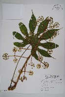 臺灣八角金盤藏品圖，第1張