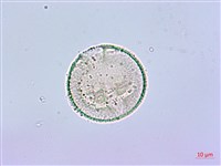 臺灣八角金盤藏品圖，第2張