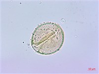 臺灣八角金盤藏品圖，第3張