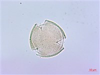 臺灣八角金盤藏品圖，第4張