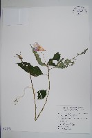 紫花鳳仙花藏品圖，第1張