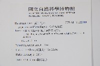 紫花鳳仙花藏品圖，第2張