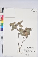 波葉櫟藏品圖，第1張