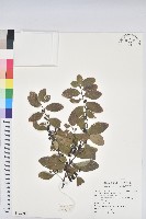 土密樹藏品圖，第1張