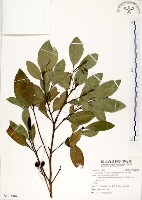 海南厚殼桂、土楠藏品圖，第1張