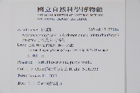 小花寬葉馬偕花藏品圖，第2張