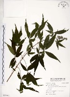 黃荊藏品圖，第1張