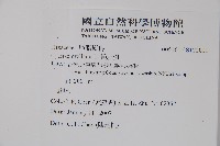 臙脂樹藏品圖，第2張