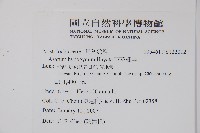 下花細辛藏品圖，第2張