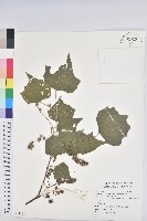 臺灣白匏子藏品圖，第1張