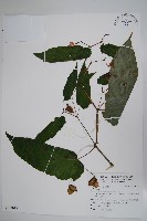 登錄號:S122015藏品圖，第1張